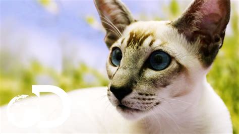 Siamese Cats The Oldest Domestic Feline Cats 101 Youtube