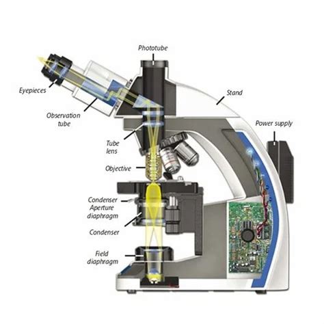 Binocular Compound Light Microscope Diagram Micropedia
