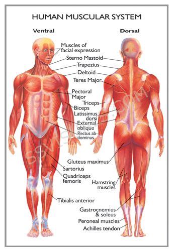 Similarly, simulation of a series of cyclical contractions predicted a 1.34 times higher maximum power output from chimpanzee the two musculoskeletal models include all of the same muscles, except that the human model lacks an m. Human Body (Anatomy, Functions & Systems) | Muscular ...