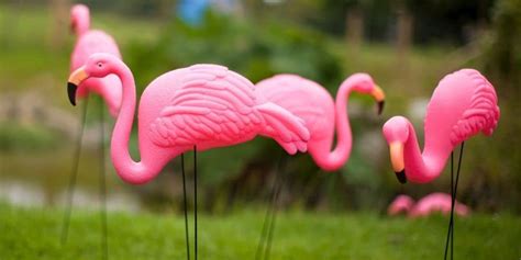 Do Pink Flamingos Have A Secret Meaning On A Cruise