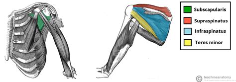 Muscles Of The Shoulder Region Teachmeanatomy