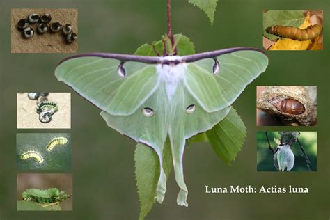 Luna Moth