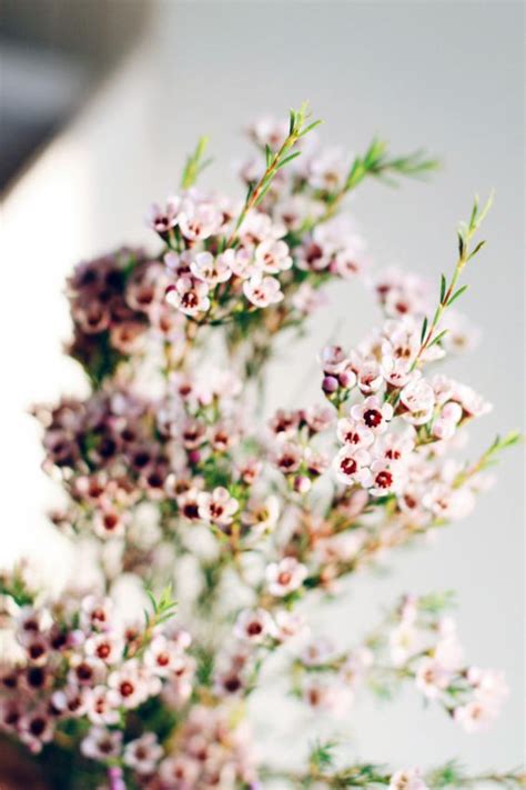 Dreamstime is the world`s largest stock photography community. Top 10 Filler Flowers to Know. — Ebb & Flow Flowers