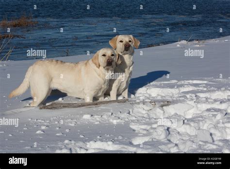 Yellow Labrador Retrievers In Fresh Snow Clinton Connecticut Usa