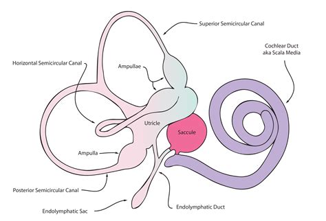 Inner Ear Anatomy Utricle Abba Humananatomy