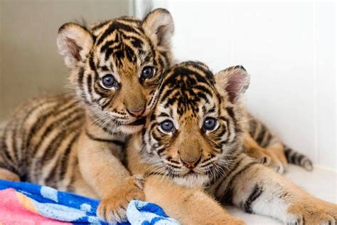 Twin Tiger Cubs Baby Tigers Tiger Cub Cute Baby Animals