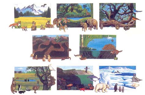 The 6 Animal Groups