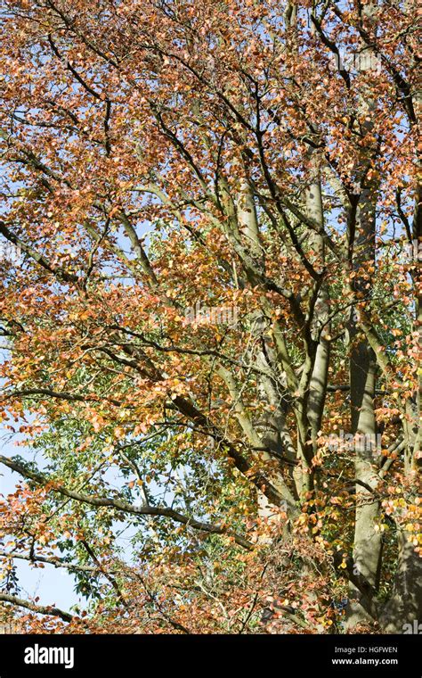 Fagus Sylvatica In Autumn Common Beech Tree Leaves Stock Photo Alamy