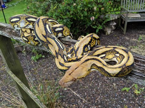 A Wild Python Was Entangled In An Electric Wire Lying In Wait For Help