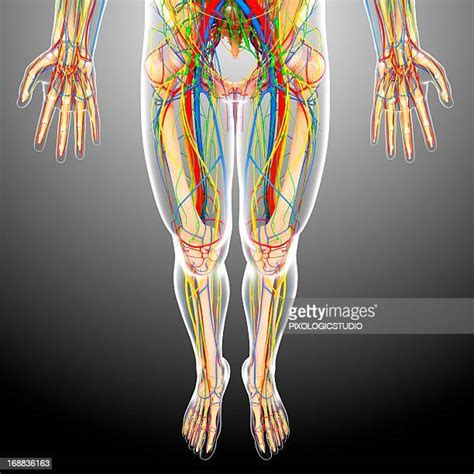 203 Lymph Nodes Pelvis High Res Illustrations Getty Images