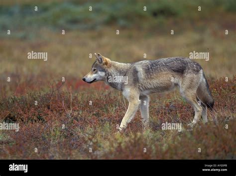 Gray Wolf In Denali National Park Shot In The Wild Stock Photo Alamy