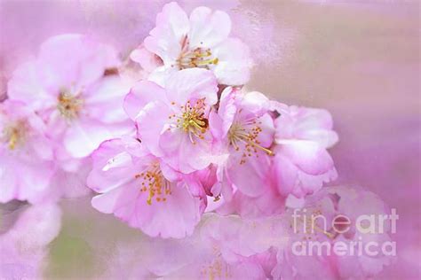 Sweetness And Light Cherry Blossom Images Flower Close Up Purple Art