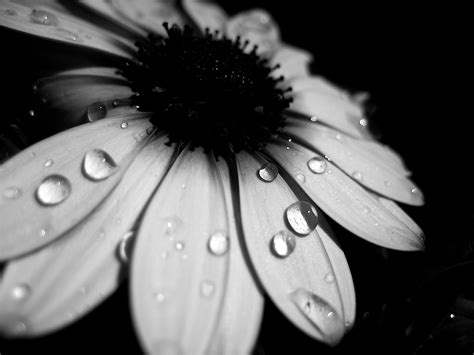 Black And White Flowers Water Droplets Photography White Flowers