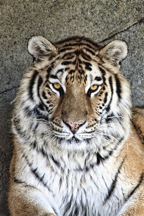 Bengal Tiger Eyes Photograph By Tom Mc Nemar