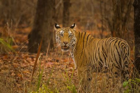 Safari Zones In Bandhavgarh National Park Tiger Reserve