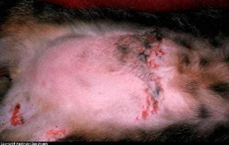 Does my cat have liver disease? Cat Skin Problems Pictures Care and Treatment
