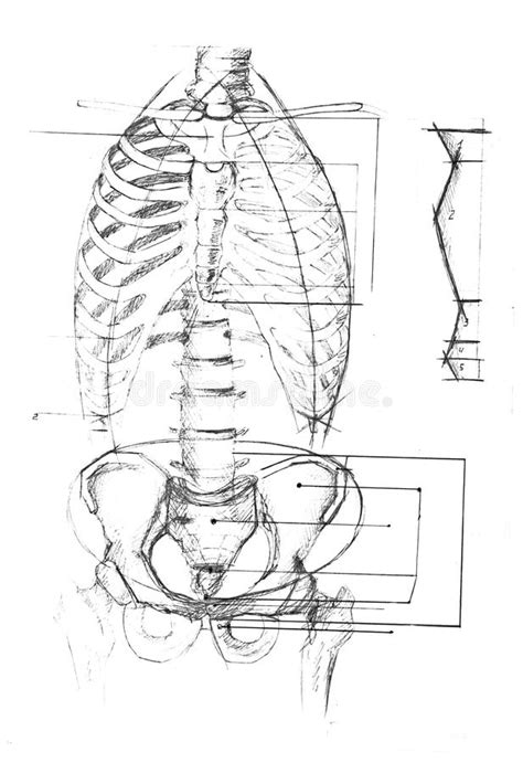 The ribs stretches posteriorly from thoracic vertebrae to the anterior lateral edges of the sternum. Human anatomy diagram stock photo. Image of body, ribs - 35247992