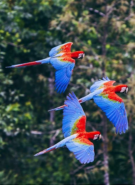 Scarlet Macaws Amazon Rainforest Project Rainforest Birds Amazon