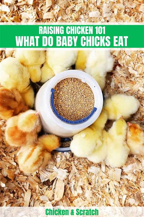 What Do Baby Chicks Eat Beginning With Starter Feed