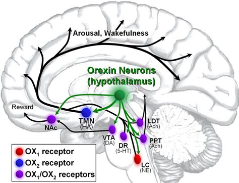 Orexin And Oxr Efferent Pathways Associated With Arousal Vigilance