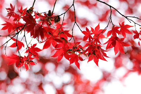 Red Leaves Wallpaper 4k Bokeh Closeup Autumn Leaves