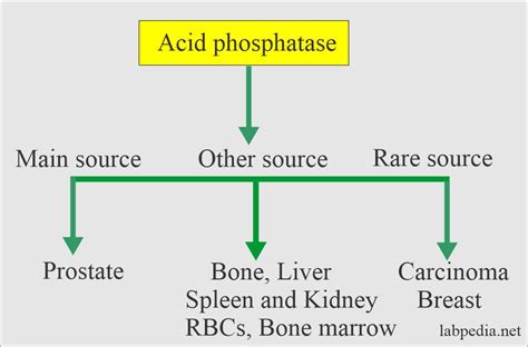 Acp Acid Phosphatase