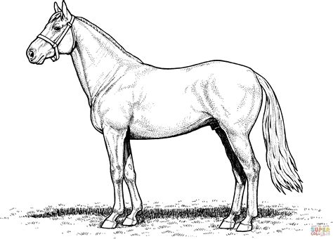 Realistic Horse Coloring Pages Paint Coloring Pages