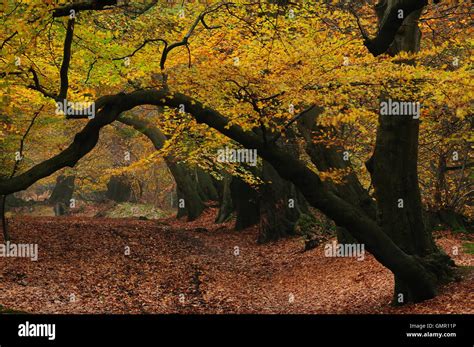 A Line Of Gold Beech Trees In Autumn Uk Stock Photo Alamy
