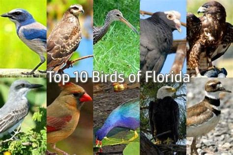 10 Stunning Native Birds Every Florida Visitor Needs To See