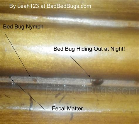 spot bed bugs furniture