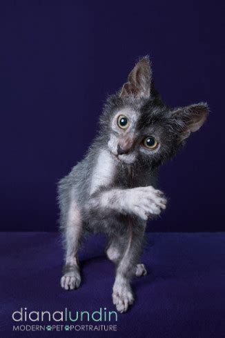 Beautiful african caracal kittens available. Channing, the Werewolf Lykoi Cat