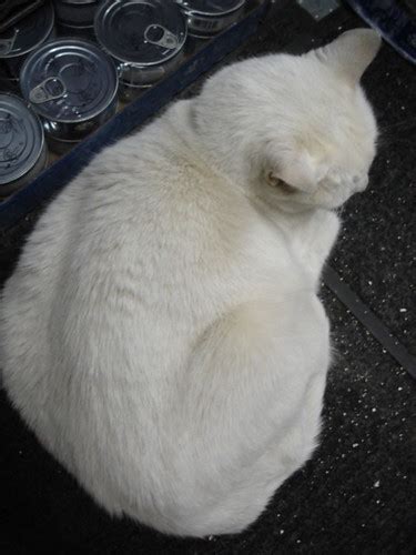Fat White Cat Shaved Cats Friend Buhny Flickr