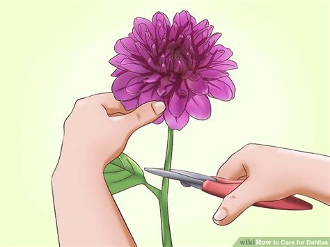 How To Care For Dahlias With Pictures Wikihow