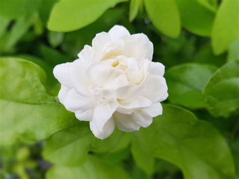 Arabian Jasmine Plant Britannica