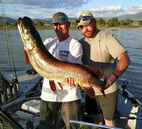 Townsend Angler Catches 34 Pound Northern Pike In Canyon Ferry