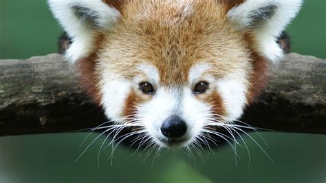 Shuffle friday night funkin' wallpaper every time you open a new tab. Red Panda Background ·① WallpaperTag