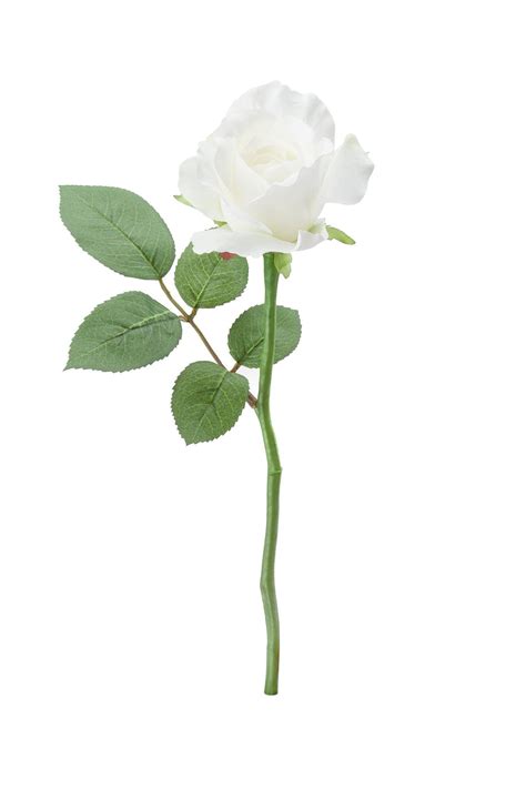 Rose Stem White Rose Stem White Roses Rose
