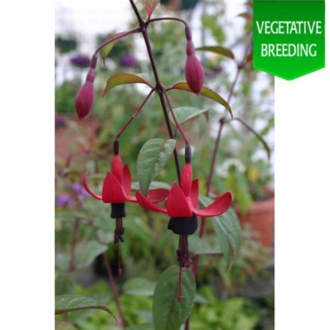 Fuchsia Lady In Black Wholesale Seeds And Vegetative Breeding From