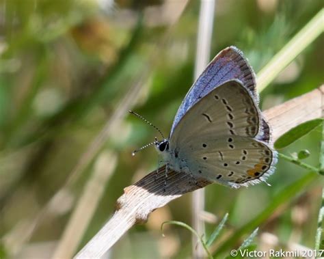 Eastern Tailed Blue Butterfly Victor Rakmil Photography