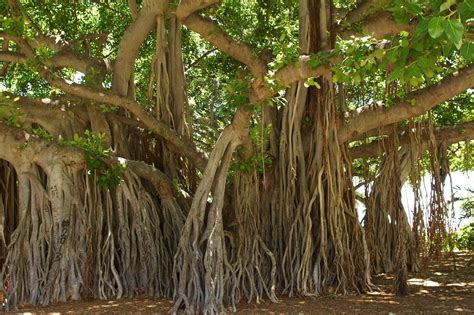The Banyan Tree A World Of Its Own Rachnakar