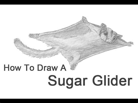 Sugar glider is a smallanimal and its scientific name is petaurus breviceps. How to Draw a Sugar Glider - YouTube