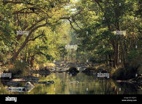 Stream In Kanha National Park Madhya Pradesh India Stock Photo Alamy