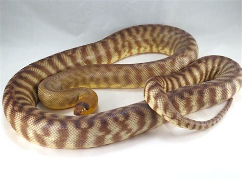 Woma Pythons Caresheet Reptile Rapture