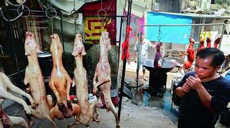 China City Holds Dog Meat Eating Festival Despite Protests China City