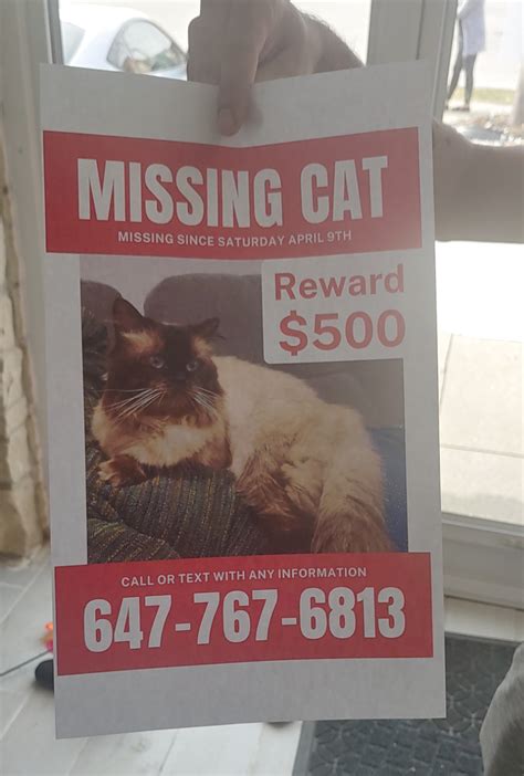 Missing Cat In The Sandalwoodcreditview Mount Pleasant Area Brampton