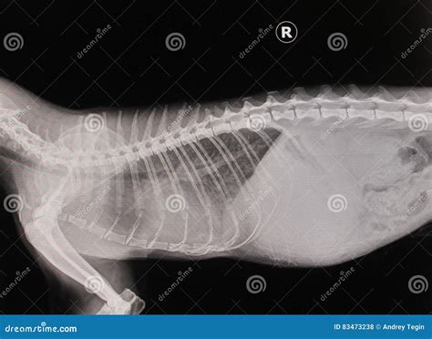 X Ray Cat Stock Photo Image Of Animal Clinic Health 83473238