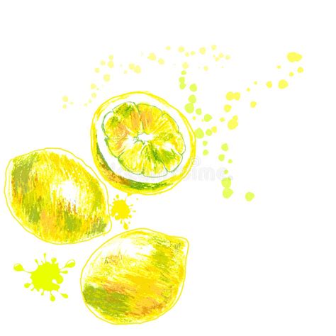 Hand Drawn Of Isolated Lemons Vector Illustration Stock Vector