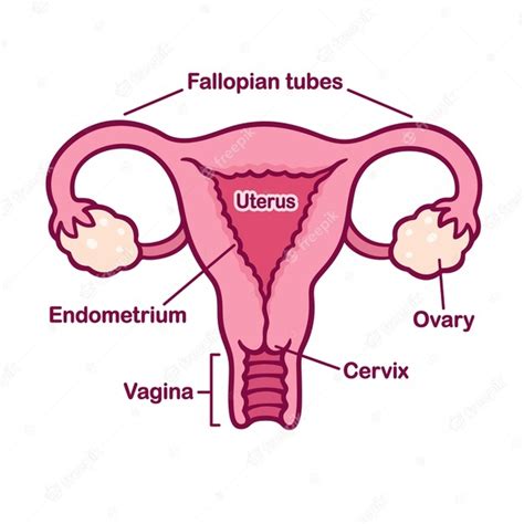 Gráfico de anatomía del sistema reproductor femenino dibujado a mano