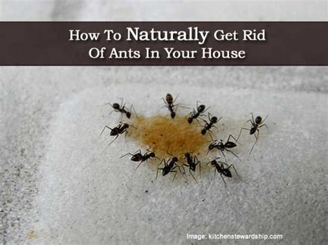 Enjoying a sunday brunch or your annual barbecue using your new outdoor kitchen is no fun if there are ants around. How to Naturally Get Rid of Ants in your House | Gardening ...