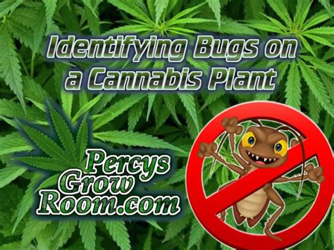 Identifying Bugs On A Cannabis Plant Percys Grow Room